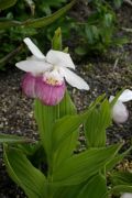 Cypripedium reginae