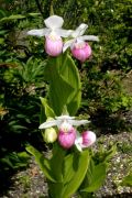 Cypripedium reginae