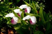 Cypripedium reginae