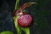 Cypripedium tibeticum