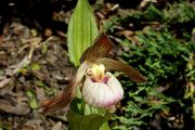 Cypripedium x wenqingiae