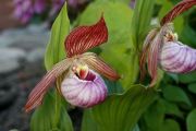 Cypripedium x wenqingiae