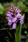 Dactylorhiza incarnata