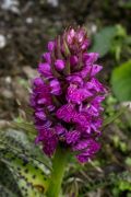 Dactylorhiza majalis