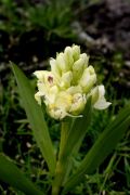 Dactylorhiza sambucina