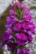 Dactylorhiza x foliorella