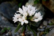 Daphne arbuscula Alba