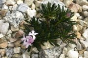 Daphne arbuscula 'Vera'