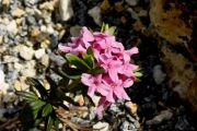 Daphne cneorum 'Benaco'