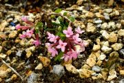 Daphne cneorum 'Ceska Pisen'