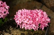 Daphne cneorum Cristata