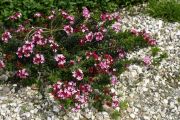 Daphne cneorum 'Major'