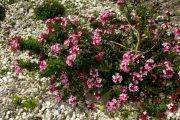 Daphne cneorum 'Major'