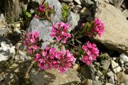 Daphne cneorum Pygmaea