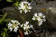 Daphne cneorum 'Snow Carpet'