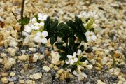 Daphne_hybr_Marion_White_TOM_7044.JPG