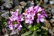 Daphne x susannae 'Tage Lundell'