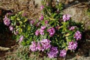 Daphne_hybr_Tichbourne_TOM_6741.JPG