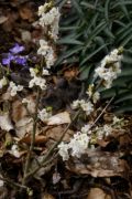 Daphne mezereum 'Alba'