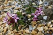 Daphne x napolitana 'Bramden'