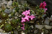 Daphne petraea 'Bland'