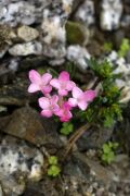 Daphne petraea 'Ema'