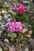 Daphne petraea 'Fobia 1'