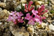 Daphne petraea 'Garnet'