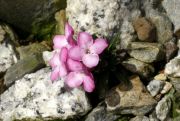 Daphne petraea Helena'