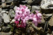 Daphne petraea 'Labe'