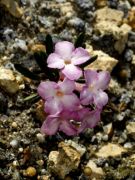 Daphne petraea 'Magnolia'