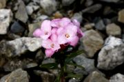 Daphne petraea 'Michelle'