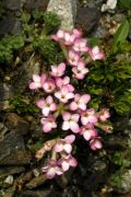 Daphne petraea 'Nana'