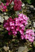 Daphne petraea 'Persebee'