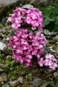 Daphne petraea 'Persebee'