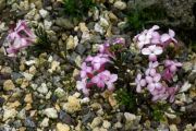 Daphne petraea 'Rosea'