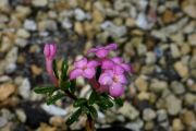 Daphne petraea 'T1'