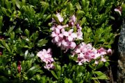 Daphne x susannae 'Meon'