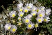 Delosperma sp.