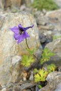 Delphinium sp. ex China