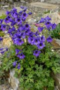 Delphinium subspathulatum