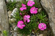 Dianthus alpinus