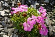 Dianthus alpinus