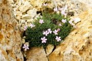 Dianthus arpadianus 'Nanus'