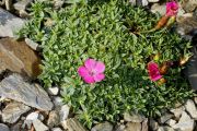 Dianthus brevifolius