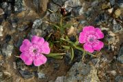 Dianthus callizonus