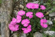 Dianthus callizonus