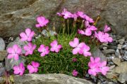 Dianthus drenowskianus