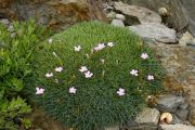 Dianthus erinaceus