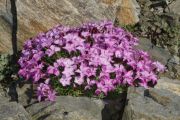 Dianthus freynii